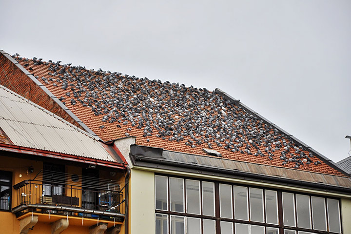 A2B Pest Control are able to install spikes to deter birds from roofs in Annfield Plain. 