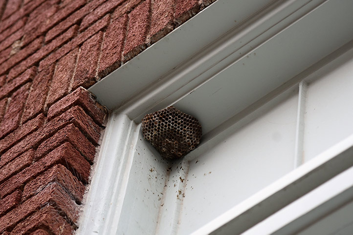 We provide a wasp nest removal service for domestic and commercial properties in Annfield Plain.